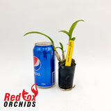 Dendrobium Rattana Classic