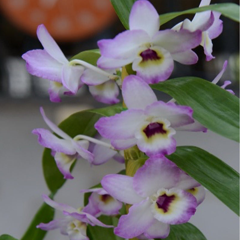Dendrobium Oriental Dream 'Yuki'