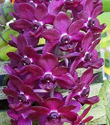Rhynchostylis gigantea 'Purple'