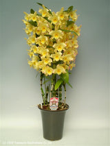Dendrobium Fairy Moon 'Sweetie'