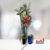 Dendrobium Oriental Smile Butterfly
