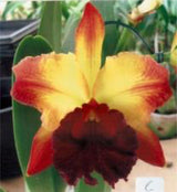 Rhyncholaeliocattleya Toshie Aoki 'Pizza'
