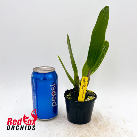 Rhyncholaeliocattleya Toshie Aoki 'Pizza'
