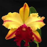 Rhyncholaeliocattleya Toshie Aoki 'Robin'