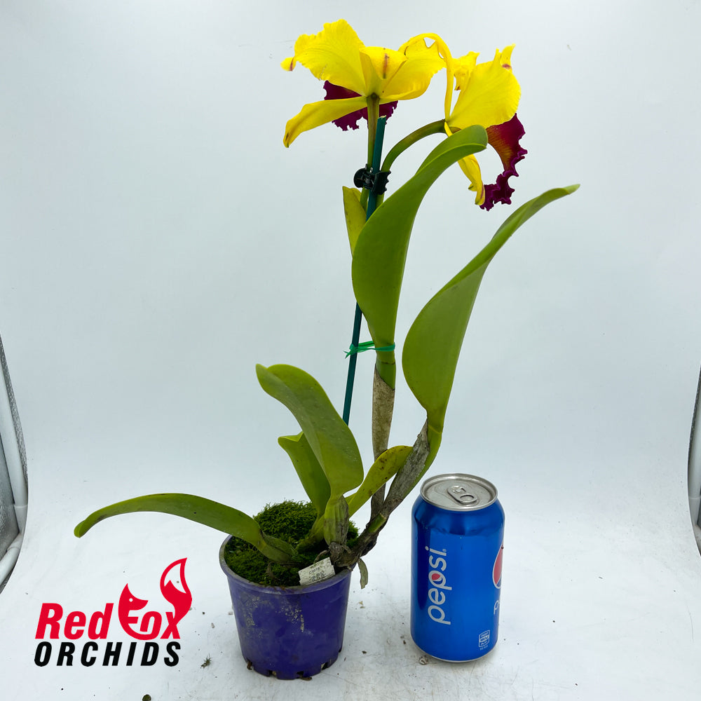 Rhyncholaeliocattleya Toshie Aoki 'Robin'