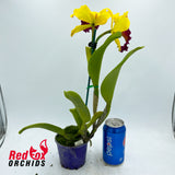 Rhyncholaeliocattleya Toshie Aoki 'Robin'