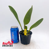Rhyncholaeliocattleya Haw Yuan Gold 'YK #2'