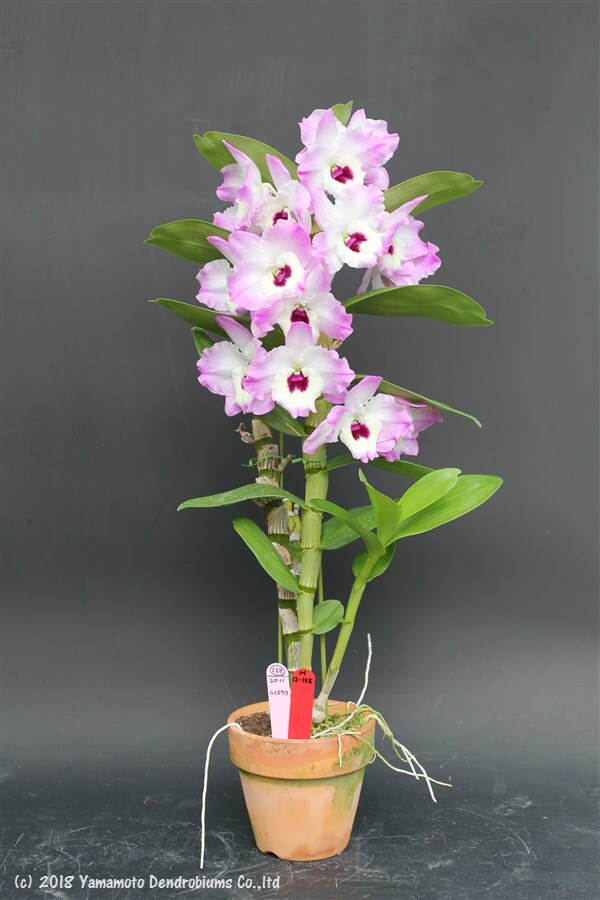 Dendrobium Bridal Pink 'My Song'
