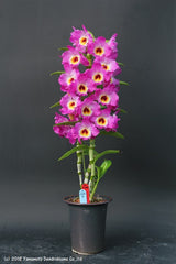 Dendrobium Bridal Red 'Celebration'