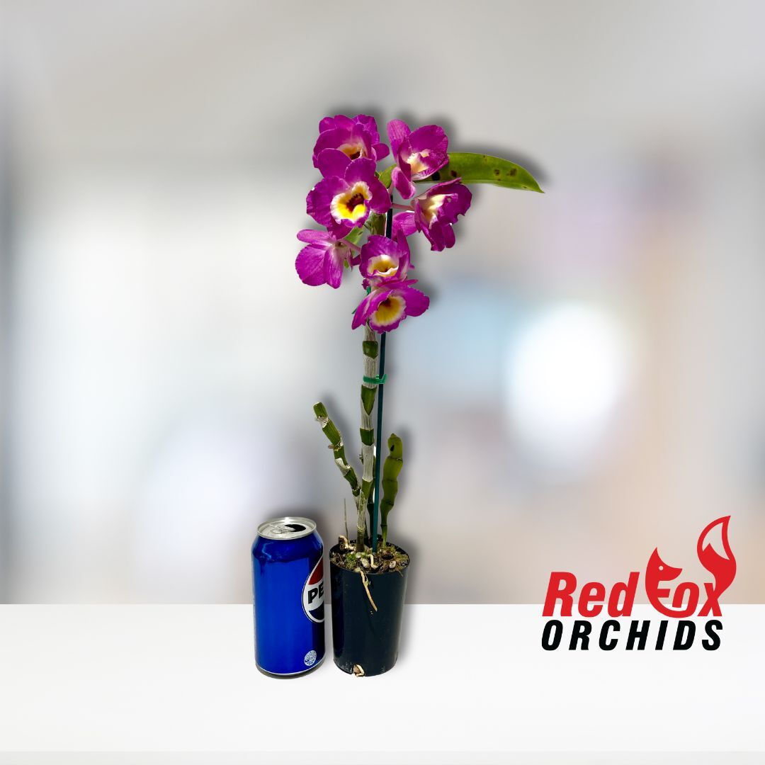 Dendrobium Bridal Red 'Celebration'