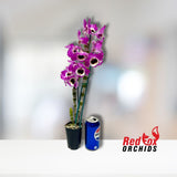 Dendrobium Victory Smile 'Bolero'