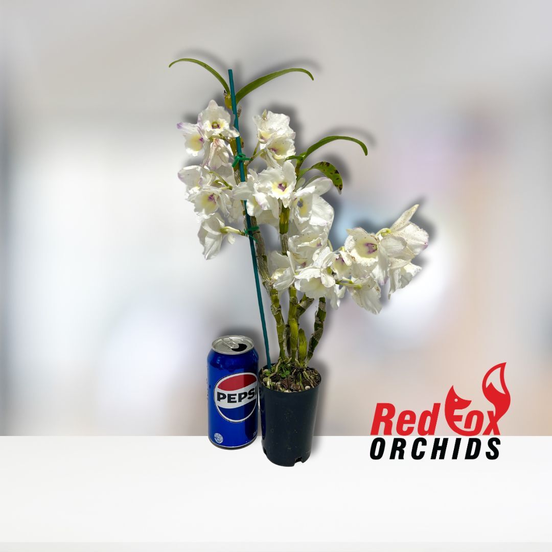 Dendrobium My Melody 'Luminous'