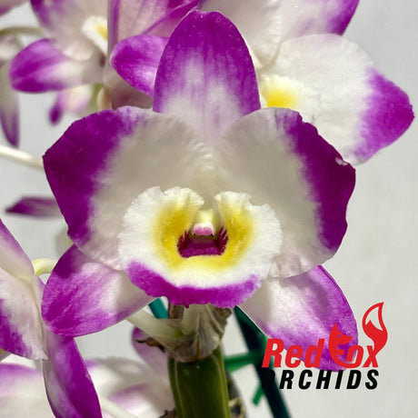 Dendrobium Millionaire 'Fine Dream'