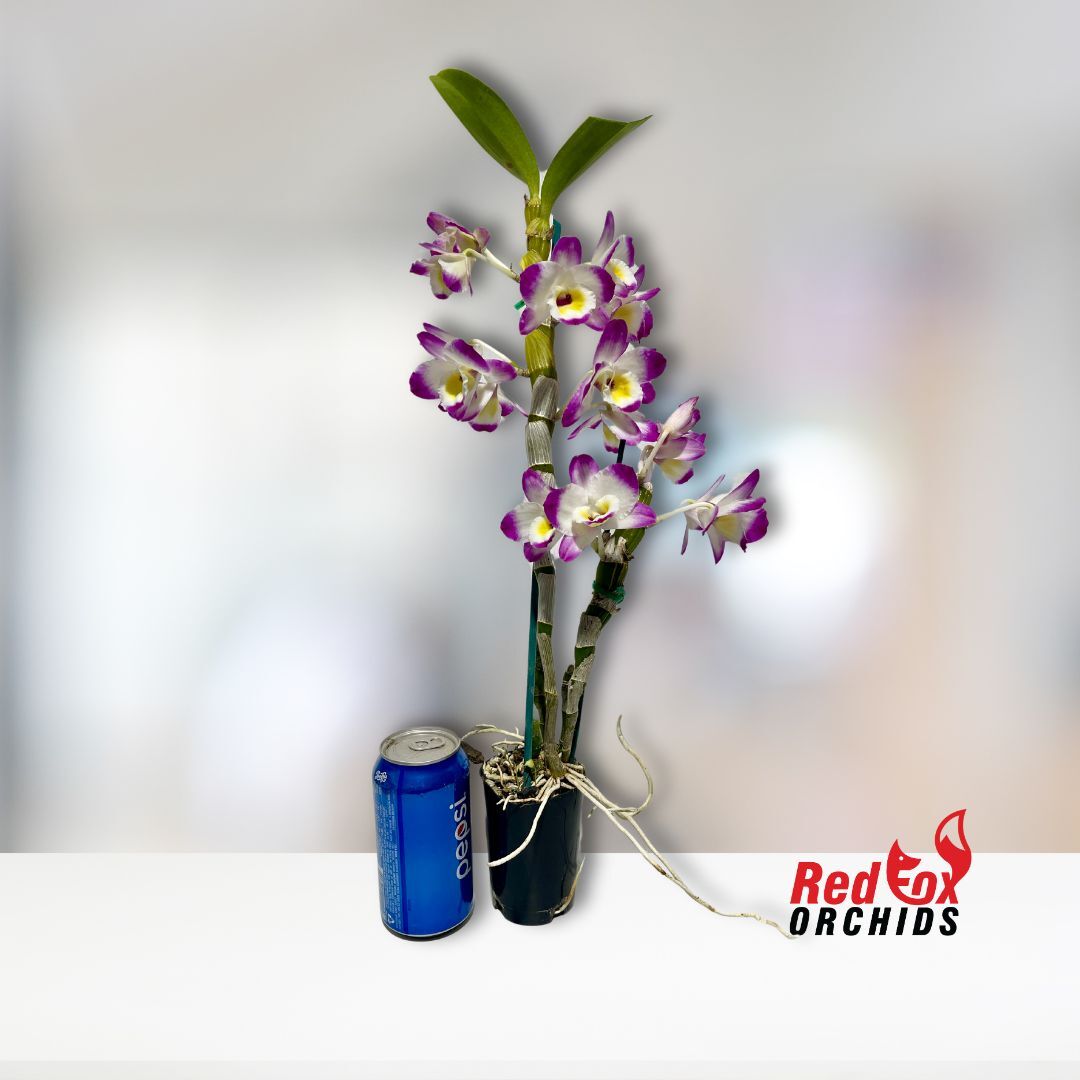 Dendrobium Millionaire 'Fine Dream'