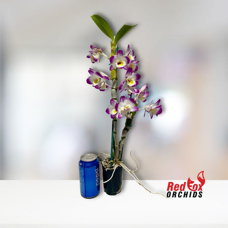 Dendrobium Millionaire 'Fine Dream'