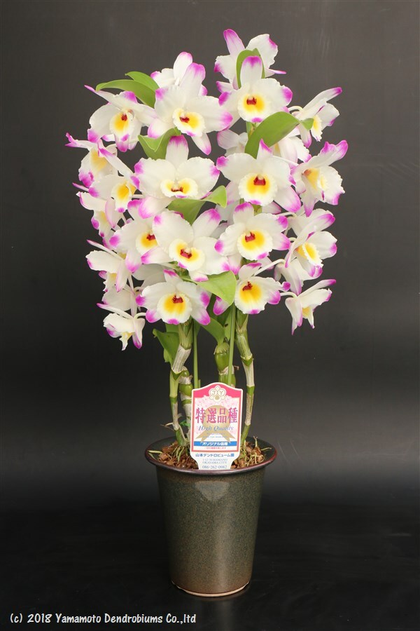 Dendrobium Spring Bell 'Luana'