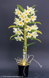 Dendrobium Good Luck 'Serena'