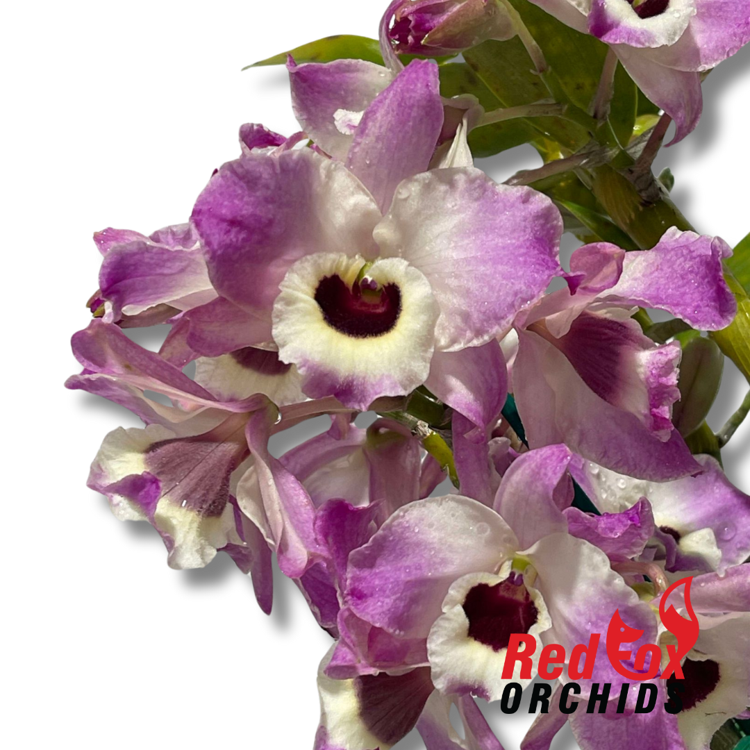 Dendrobium Angel Love 'Stream'