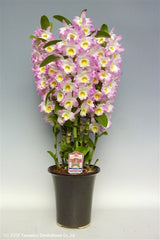 Dendrobium Fancy Heart 'Jolie'