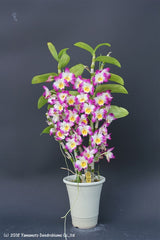 Dendrobium Pretty Angel Lisa