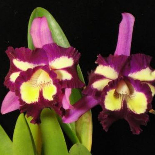Brassolaeliocattleya  Hsinying Mariaoki 'Flamingo'