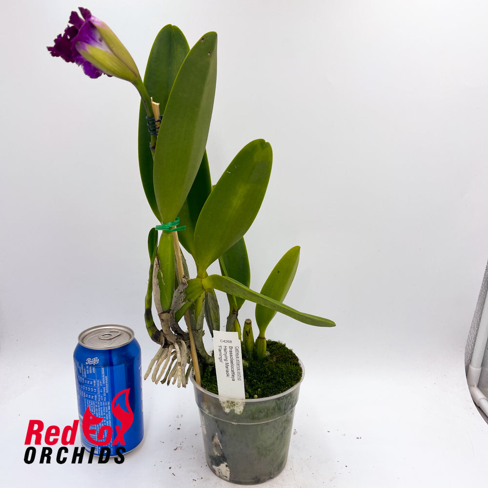 Brassolaeliocattleya  Hsinying Mariaoki 'Flamingo'