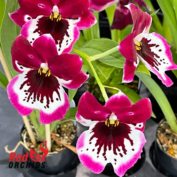 Miltoniopsis Lennart Karl Gottling 'Red Rim'