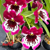 Miltoniopsis Lennart Karl Gottling 'Red Rim'
