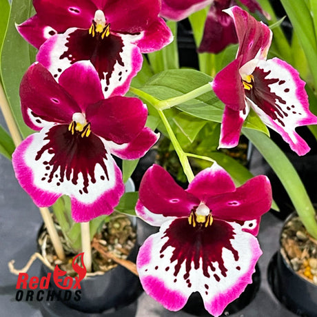 Miltoniopsis Lennart Karl Gottling 'Red Rim'