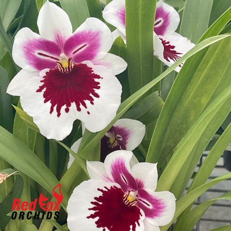 Miltoniopsis White Truffle 'Bright Eyes'