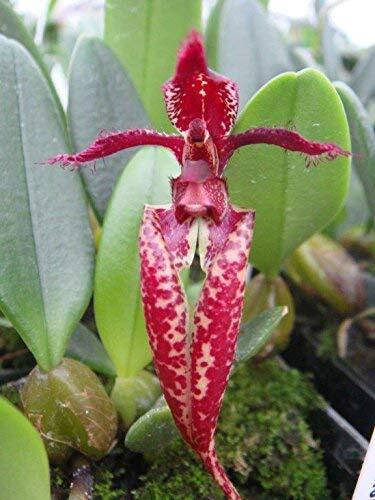 Bulbophyllum Sheryl Kurizaki