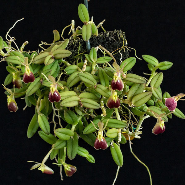 Epidendrum porpax