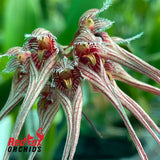 Bulbophyllum sanguineopunctatum 'Pink'
