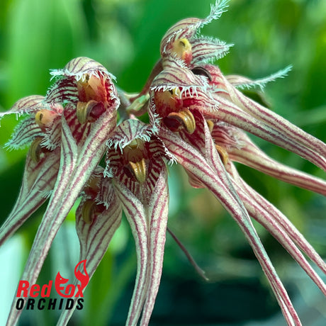 Bulbophyllum sanguineopunctatum 'Pink'