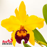 Brassolaeliocattleya Hsinying Yellowbird 'Sunburst'