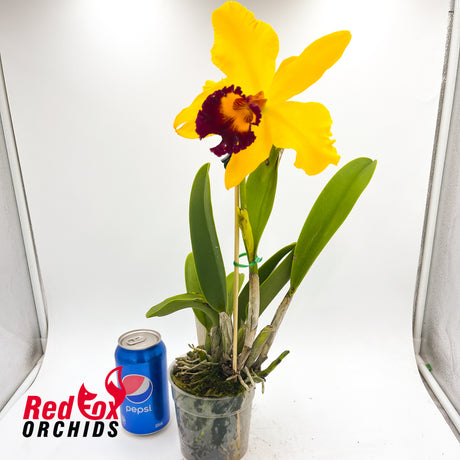 Brassolaeliocattleya Hsinying Yellowbird 'Sunburst'
