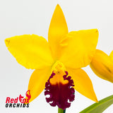 Potinara Hsinying Fancy Gold 'October Firework'