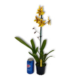 Odontocidium Tiger Crow 'Golden Girl'