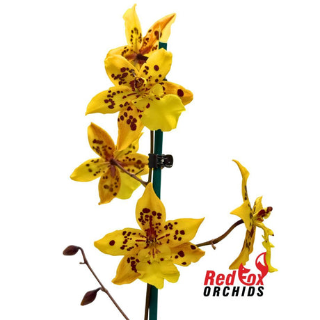 Odontocidium Tiger Crow 'Golden Girl'