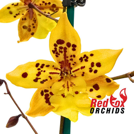 Odontocidium Tiger Crow 'Golden Girl'
