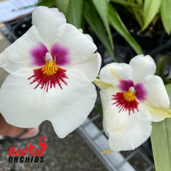 Miltoniopsis Amber's Charm 'Cream Puff'
