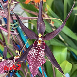 Degarmoara Pinot Princess 'Scary'