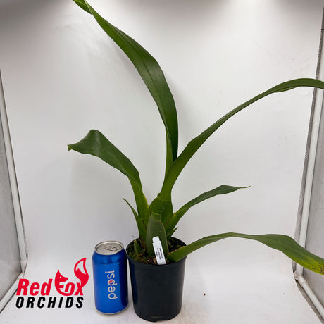 Degarmoara Pinot Princess 'Scary'