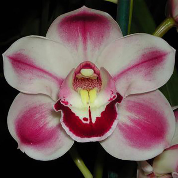 Cymbidium Kimberly Splash 'Tee Pee'