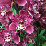 Cymbidium Strathdon 'Cooksbridge Fantasy'