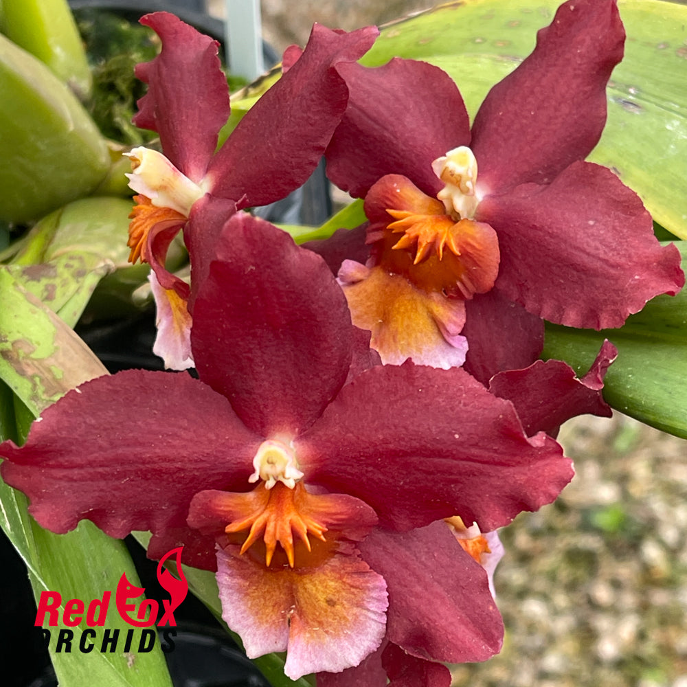 Wilsonara Warm Memories 'Wild Fire'