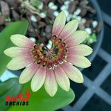 Bulbophyllum Daisy Chain