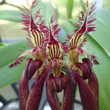 Bulbophyllum Doris Dukes