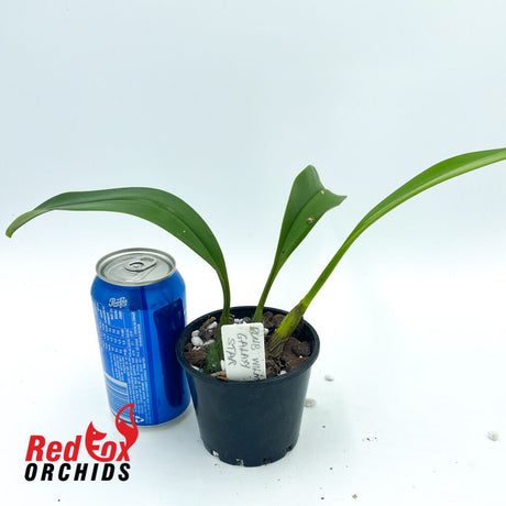 Bulbophyllum Wilmar Galaxy Star