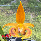 Bulbophyllum Wilmar Galaxy Star